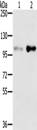 Western Blot analysis of HT-29 and 293T cell using SLTM Polyclonal Antibody at dilution of 1:400