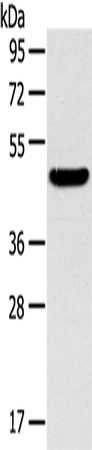 Western Blot analysis of Mouse liver tissue using TM7SF2 Polyclonal Antibody at dilution of 1:400