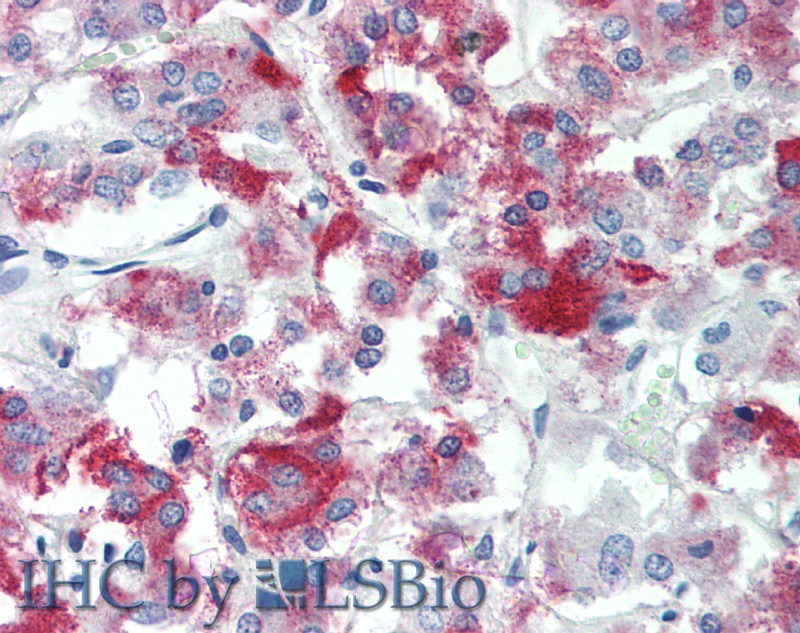 Immunohistochemistry of paraffin-embedded Adrenal tissue using TMEFF2 Polyclonal Antibody at dilution of 1:90 .