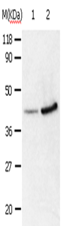 Western Blot analysis of 293T and HepG2 cell using ANXA2 Polyclonal Antibody at dilution of 1:540