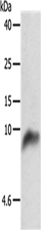 Western Blot analysis of 293T cell using COX7B Polyclonal Antibody at dilution of 1:800