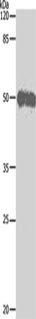 Western Blot analysis of Hela cell using BAG5 Polyclonal Antibody at dilution of 1:500