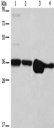 Western Blot analysis of Hela, NIH/3T3, A172 and A431 cell using ELAVL1 Polyclonal Antibody at dilution of 1:800