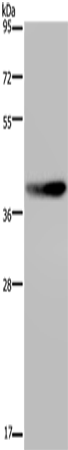 Western Blot analysis of RAW264.7 cell using MKP-2 Polyclonal Antibody at dilution of 1:600