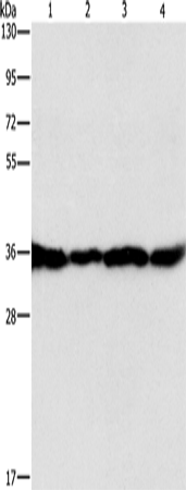 Western Blot analysis of HepG2, A549, 293T and 231 cell using GNB1 Polyclonal Antibody at dilution of 1:400