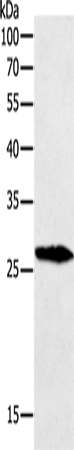 Western Blot analysis of Mouse testis tissue using GREM1 Polyclonal Antibody at dilution of 1:700