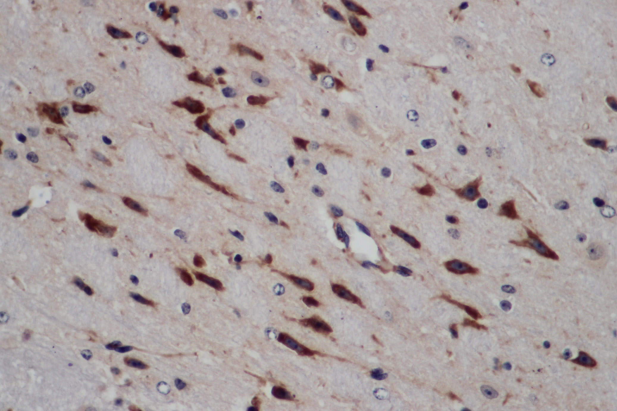 Immunohistochemistry of paraffin-embedded Mouse brain using ERG Polyclonal Antibody at dilution of 1:50