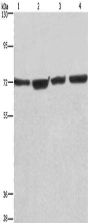 Western Blot analysis of HUVEC, NIH/3T3, Hela and 293T cell using KLF11 Polyclonal Antibody at dilution of 1:475