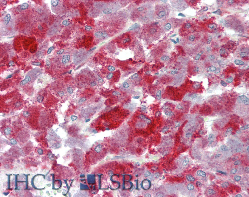 Immunohistochemistry of paraffin-embedded Human Adrenal using NRN1 Polyclonal Antibody at dilution of 1:70.