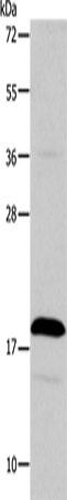 Western Blot analysis of Jurkat cell  using TSLP Polyclonal Antibody at dilution of 1:850