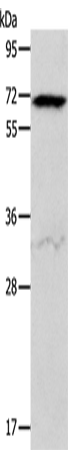 Western Blot analysis of Hela cell using ACVR2A Polyclonal Antibody at dilution of 1:400