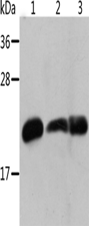 Western Blot analysis of Mouse heart and Human chromaffin cell tumor tissue, Mouse muscle tissue using Crystallin-alpha B Polyclonal Antibody at dilution of 1:500