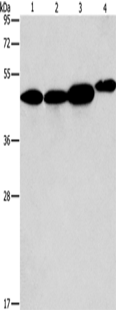 Western Blot analysis of 293T, A549, PC3 and NIH/3T3 cell using ARFGAP1 Polyclonal Antibody at dilution of 1:600