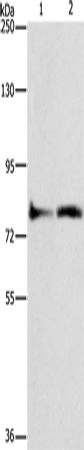 Western Blot analysis of Lovo cell and Mouse heart tissue using ASAH2 Polyclonal Antibody at dilution of 1:270