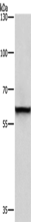 Western Blot analysis of A431 cell using TRIP4 Polyclonal Antibody at dilution of 1:400