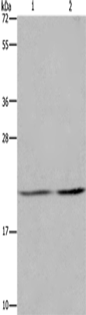 Western Blot analysis of A549 and Hela cell using ASF1A Polyclonal Antibody at dilution of 1:1200