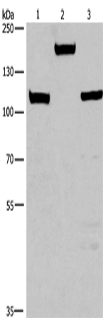 Western Blot analysis of Mouse kidney tissue, 293T and 231 cell using TP53BP2 Polyclonal Antibody at dilution of 1:375