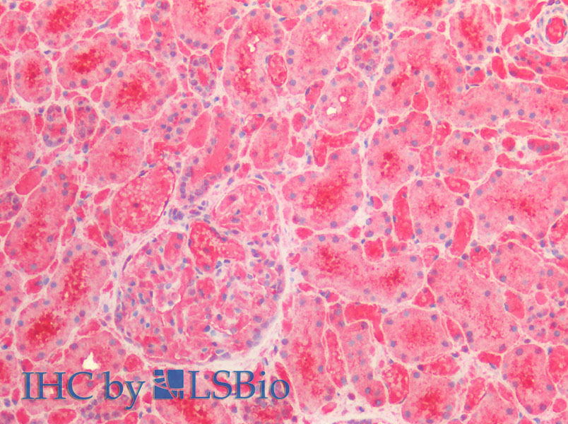 Immunohistochemistry of paraffin-embedded Human Kidney using ENO1 Polyclonal Antibody at dilution of 1:100.