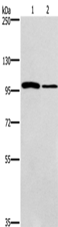 Western Blot analysis of NIH/3T3 and A172 cell using CARD14 Polyclonal Antibody at dilution of 1:800