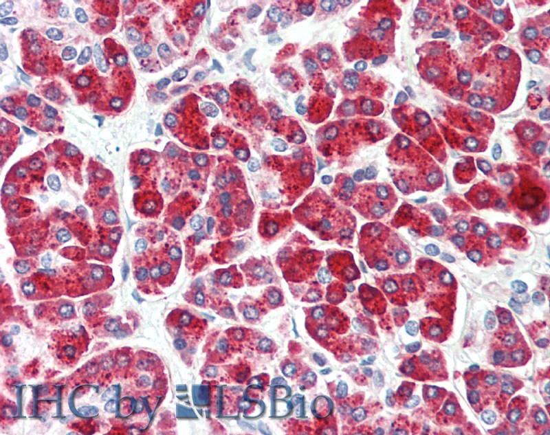 Immunohistochemistry of paraffin-embedded Human Pancreas using CPB1 Polyclonal Antibody at dilution of 1:50.