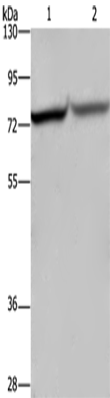 Western Blot analysis of Hela and 293T cell using c-Rel Polyclonal Antibody at dilution of 1:1050