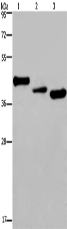 Western Blot analysis of Mouse heart tissue, A549 and HepG2 cell using CYR61 Polyclonal Antibody at dilution of 1:300