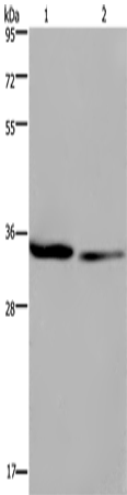 Western Blot analysis of 293T and A549 cell using EMD Polyclonal Antibody at dilution of 1:1600