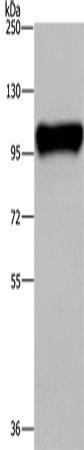 Western Blot analysis of Raji cell using PTK2B Polyclonal Antibody at dilution of 1:300