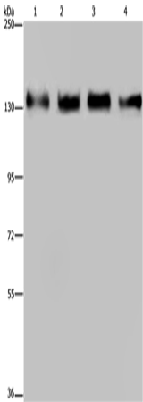 Western Blot analysis of 293T, Hela, A172 and A549 cell using GOLGA2 Polyclonal Antibody at dilution of 1:300