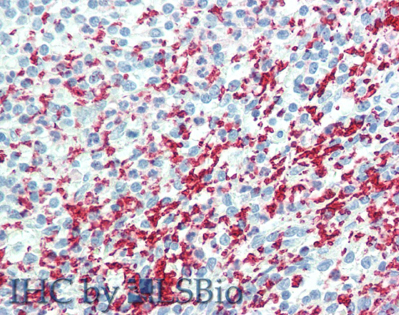 Immunohistochemistry of paraffin-embedded Spleen tissue using CD42b Polyclonal Antibody at dilution of 1:100.