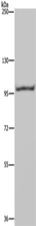 Western Blot analysis of Raji cell using NEDD9 Polyclonal Antibody at dilution of 1:650