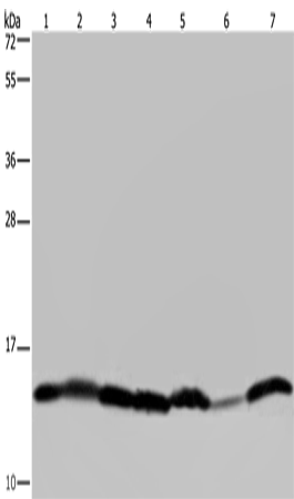 Western Blot analysis of Mouse liver tissue, HepG2, 293T, Hela, Raji, A375 and K562 cell using HIST1H2AH Polyclonal Antibody at dilution of 1:450