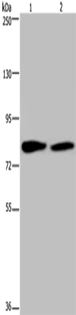 Western Blot analysis of K562 and 293T cell using TXLNA Polyclonal Antibody at dilution of 1:350