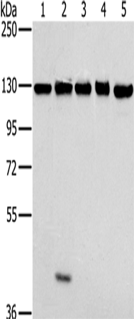 Western Blot analysis of NIH/3T3, 231, hela, K562 and 293T cell using MATR3 Polyclonal Antibody at dilution of 1:400