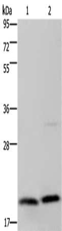 Western Blot analysis of Jurkat and PC3 cell using MCTS1 Polyclonal Antibody at dilution of 1:200