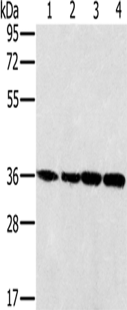 Western Blot analysis of 293T, K562, 231 and hela cell using MRPL39 Polyclonal Antibody at dilution of 1:400