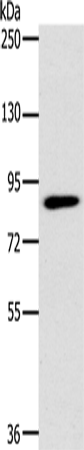 Western Blot analysis of 293T cell using PLEKHG6 Polyclonal Antibody at dilution of 1:400