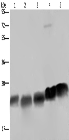 Western Blot analysis of K562, Hela and Jurkat cell, Mouse heart and spleen tissue using NDUFS8 Polyclonal Antibody at dilution of 1:250