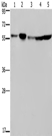 Western Blot analysis of Hela, 293T, A549, HT-29 and K562 cell using NUP50 Polyclonal Antibody at dilution of 1:200