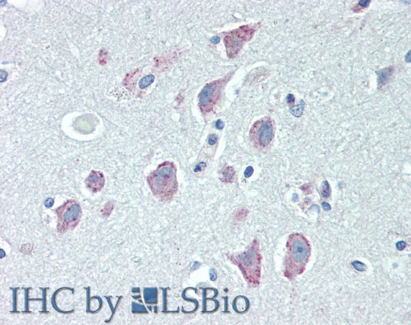 Immunohistochemistry of paraffin-embedded Brain, Cortex tissue using RGS4 Polyclonal Antibody at dilution of 1:100.