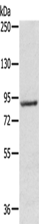 Western Blot analysis of 231 cell using RPS6KA1 Polyclonal Antibody at dilution of 1:800