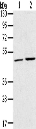 Western Blot analysis of K562 and NIH/3T3 cell using RRAGC Polyclonal Antibody at dilution of 1:400