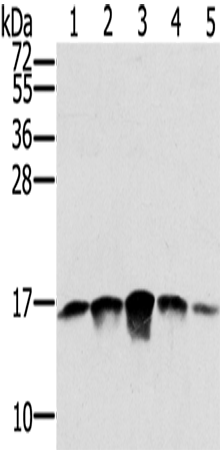 Western Blot analysis of PC3, A549, K562, A375 and hela cell using SSBP1 Polyclonal Antibody at dilution of 1:400