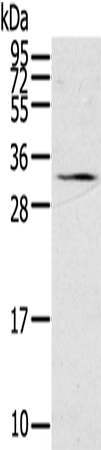 Western Blot analysis of 231 cell using STAR Polyclonal Antibody at dilution of 1:500