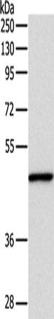 Western Blot analysis of Mouse fat tissue using INHBA Polyclonal Antibody at dilution of 1:1000