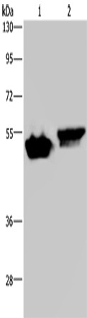 Western Blot analysis of Raji and Hela cell using AVEN Polyclonal Antibody at dilution of 1:200