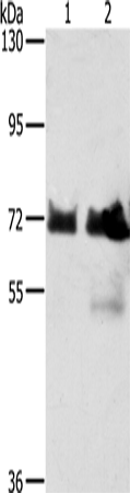 Western Blot analysis of Hela and Raji cell using BRAF Polyclonal Antibody at dilution of 1:400