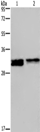 Western Blot analysis of Hela and Jurkat cell using FOSL1 Polyclonal Antibody at dilution of 1:615