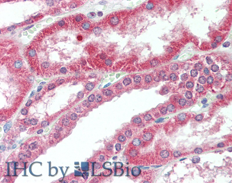 Immunohistochemistry of paraffin-embedded Kidney tissue using PKD1 Polyclonal Antibody at dilution of 1:60.