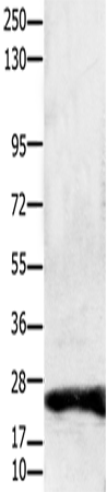 Western Blot analysis of Hela cell using Claudin 1 Polyclonal Antibody at dilution of 1:1900